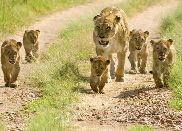 Début d'une journée du parc national de Mikumi de Dar es Salaam