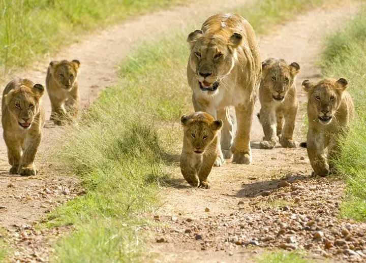 MIKUMI National Park Safari