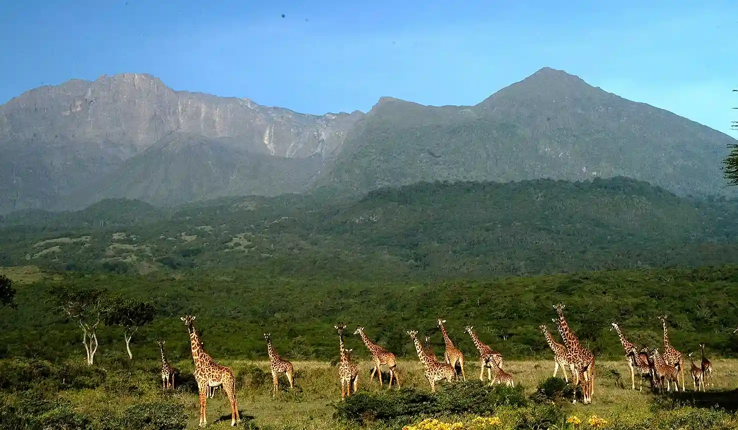 Faune dans le parc national d'Arusha