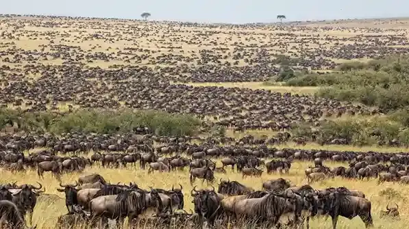 Saison de vêlage Ndutu