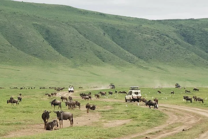 Voyage d'une journée de cratère ngorongoro