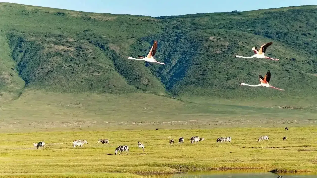Observation des oiseaux dans le cratère de Ngorongoro