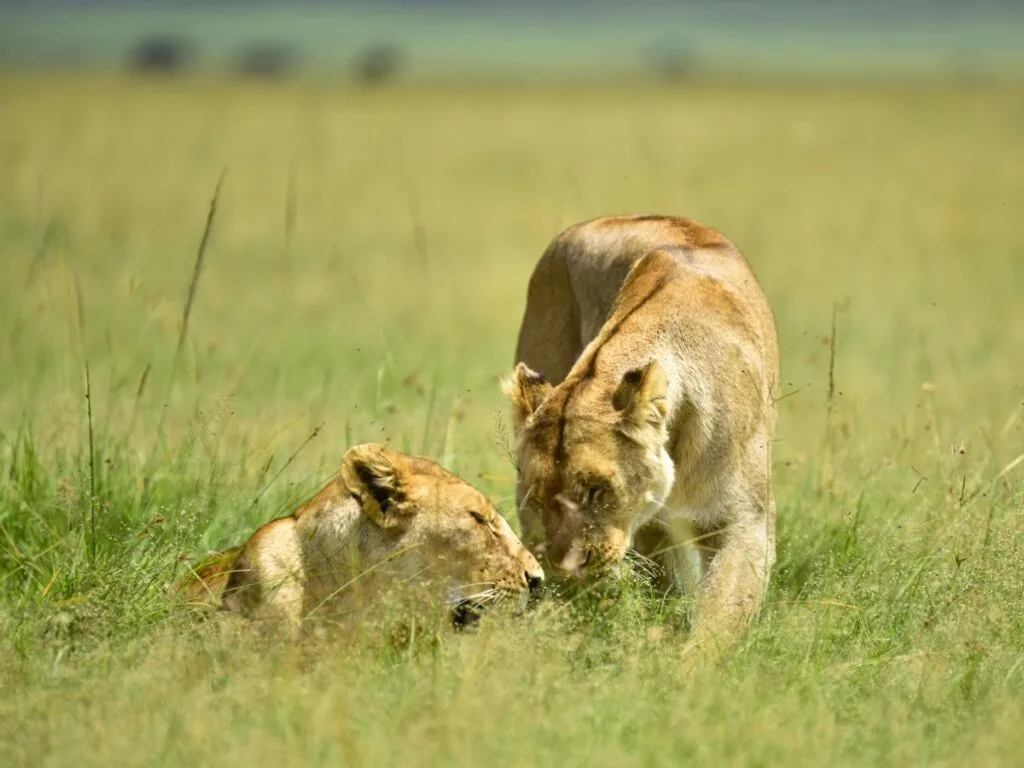 Ngorongoro Crater Wildlife Ngorongoro Crater Wildlife