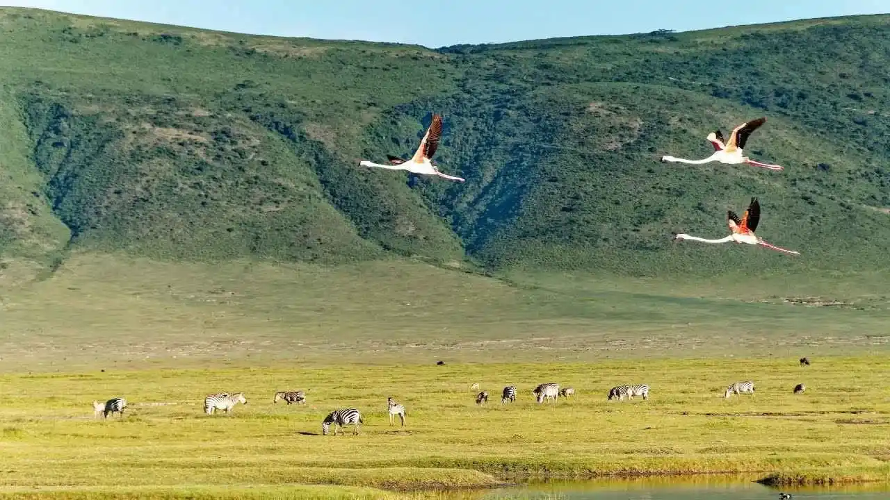 Ngorongoro Crater Safari