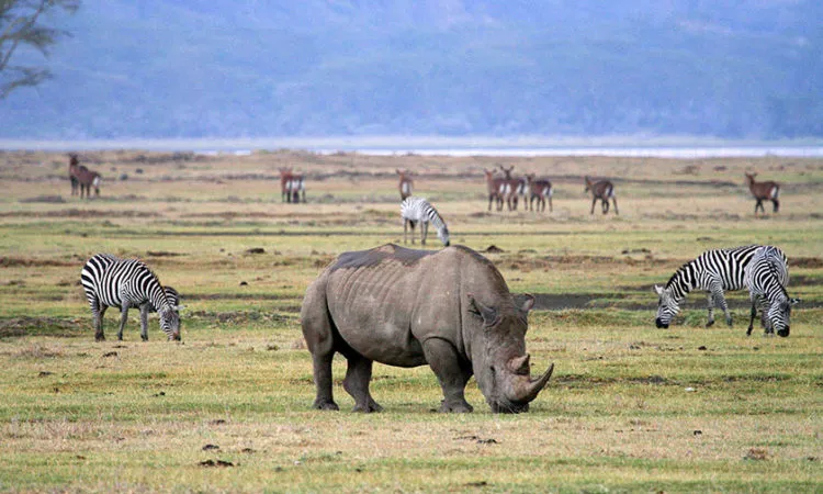 Voyage d'une journée de cratère ngorongoro