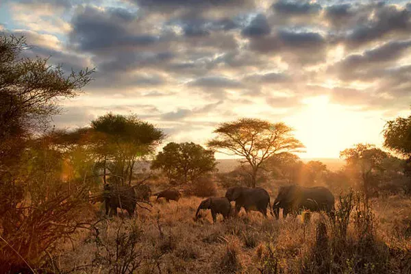 Éléphants de Ngorongoro Crater pendant le coucher du soleil