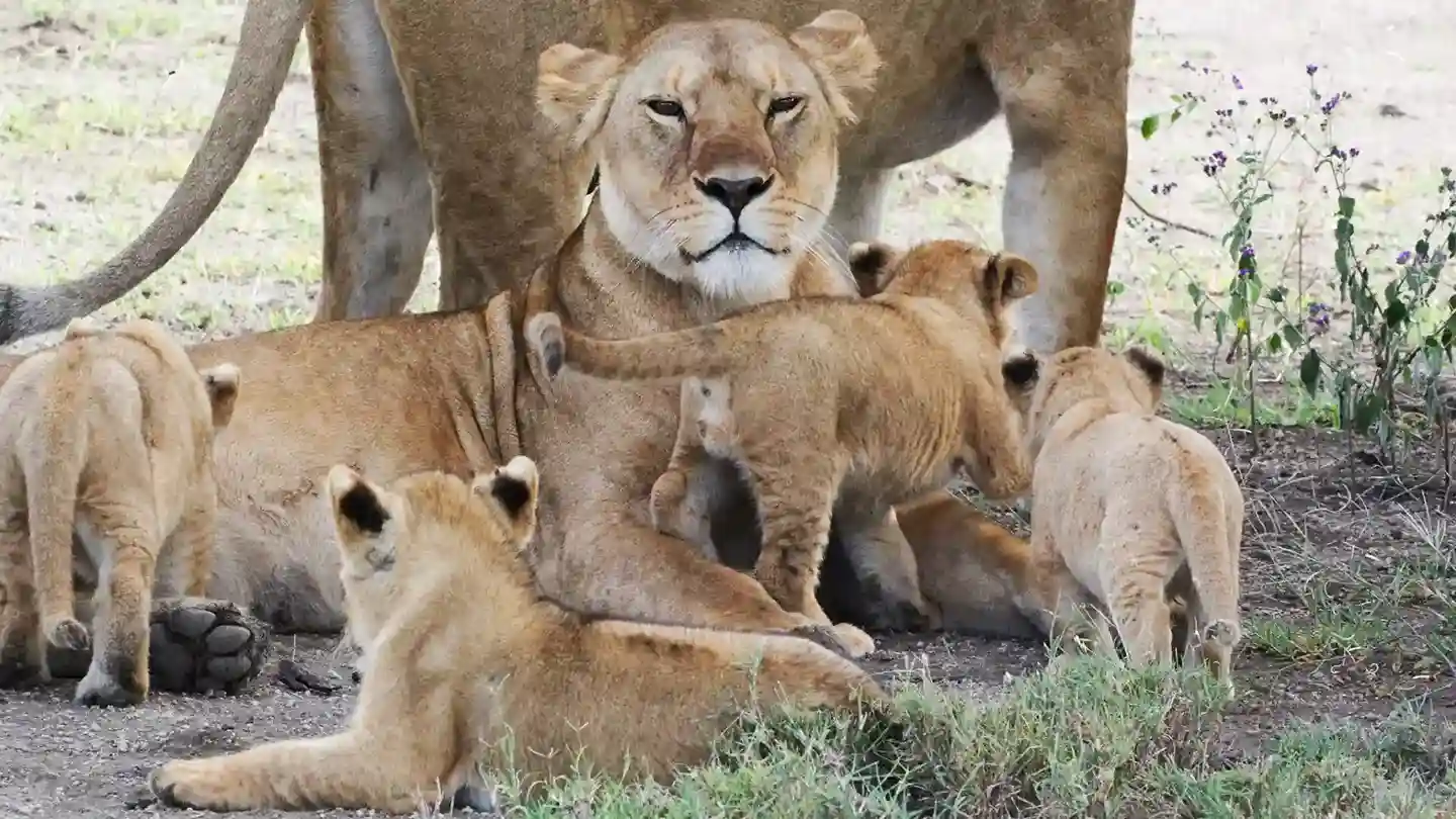 Lion Pride in Ngorongoro Crater Lion Pride in Ngorongoro Crater