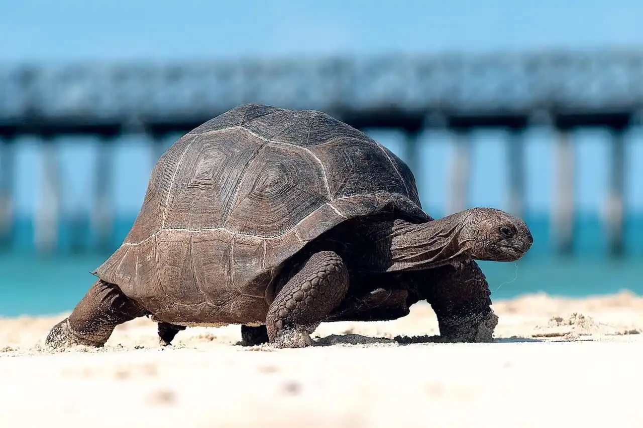 Scenic view of Prison Island (Changuu) with giant tortoises and turquoise waters