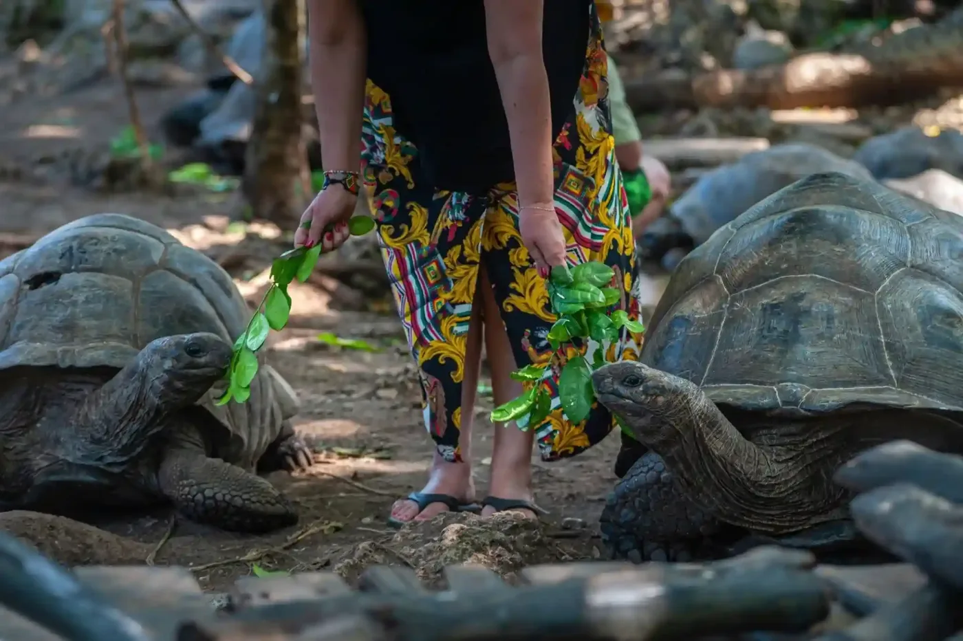Tortues géantes sur l'île de prison, Zanzibar