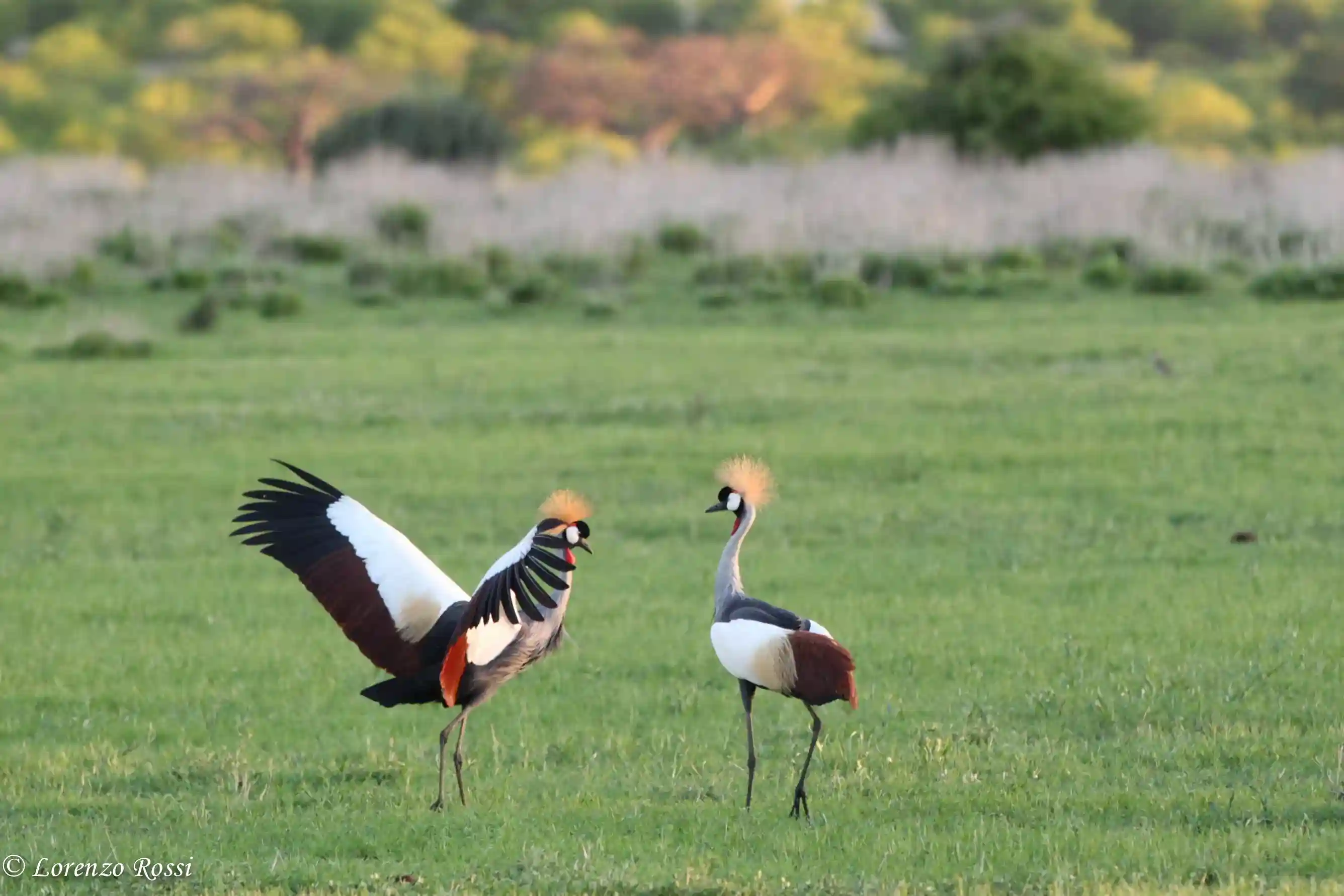 Aventure de la faune Ruaha de 4 jours