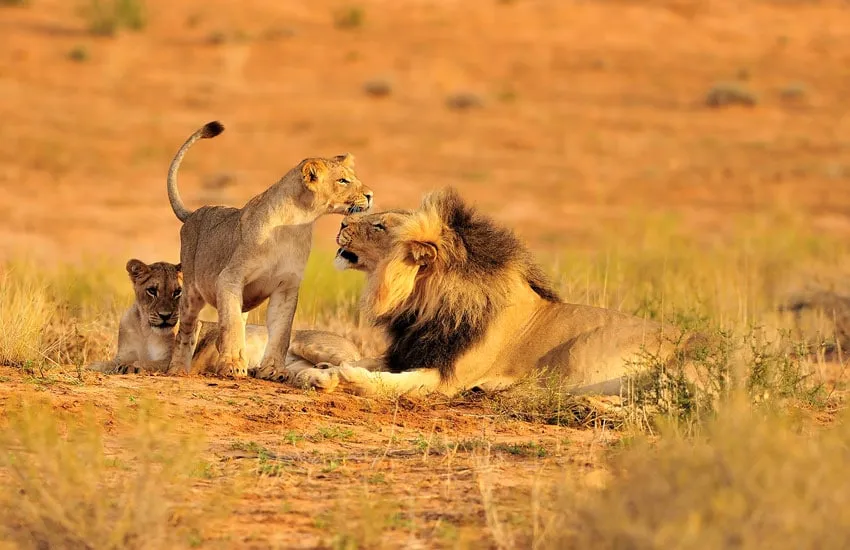 Expérience ultime de Ruaha safari de 5 jours