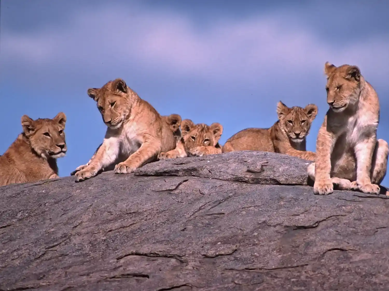 Ruaha Predator Safari Ruaha Predator Safari
