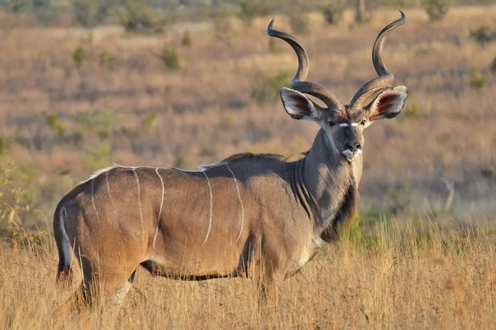 Ruaha National Park Safari