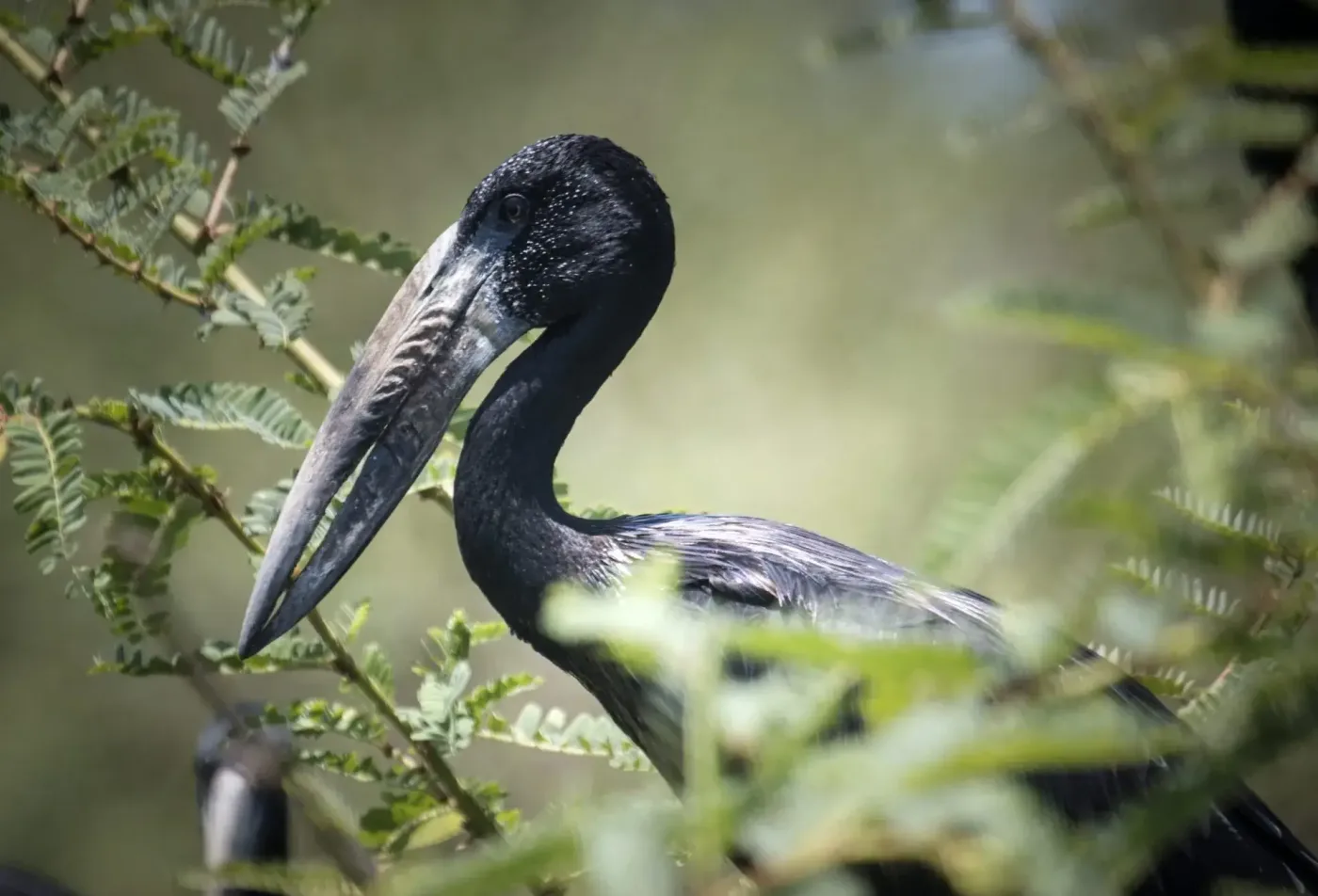 Observation des oiseaux sur l'île Rubondo