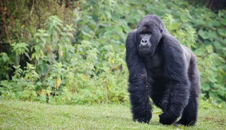 Mountain gorilla trekking in Rwanda, safe African destination for families