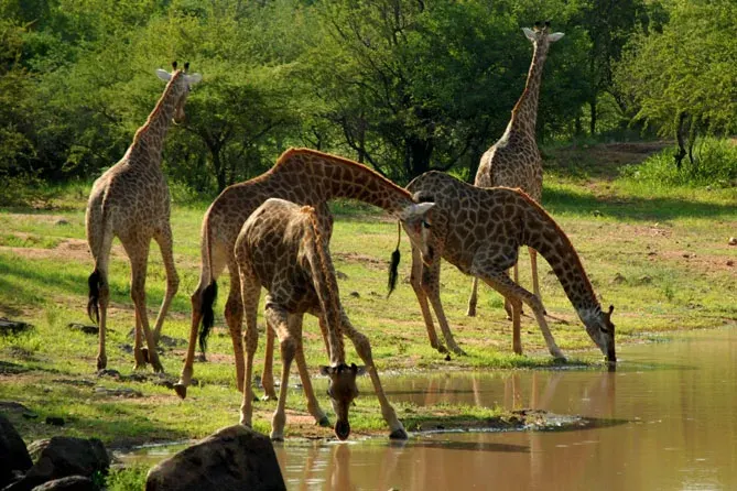 Packages Saadani National Park Safari