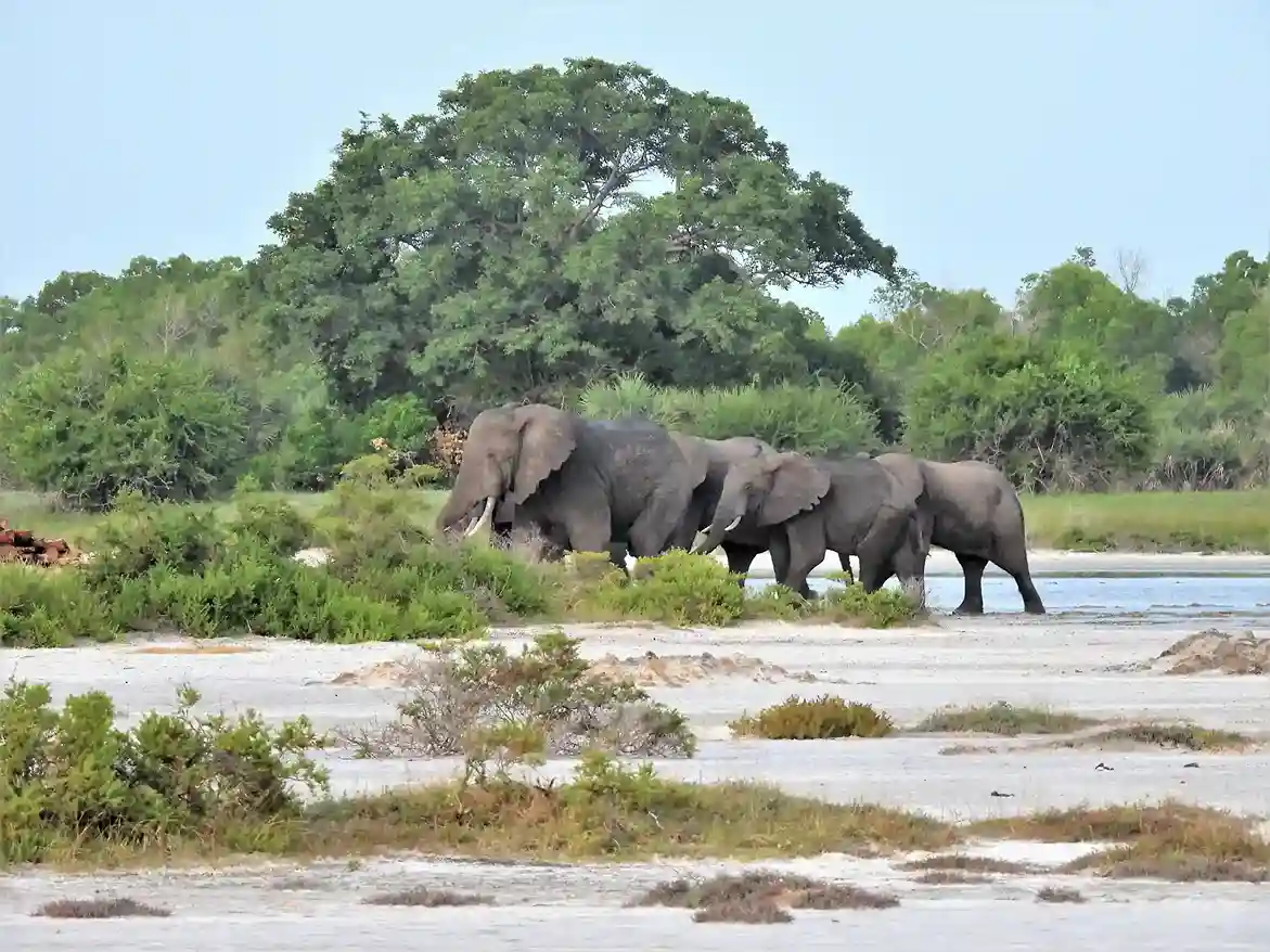 Saadani National Park Safari