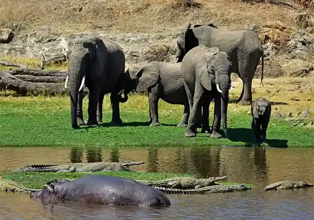 Selous Game Reserve Safari Packages