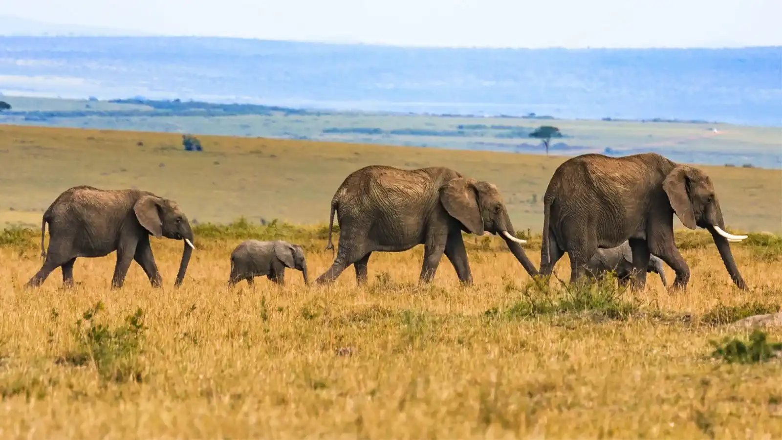 Selous Game Reserve Safari