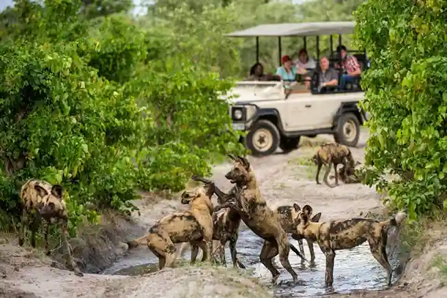 Chiens sauvages africains à Selous