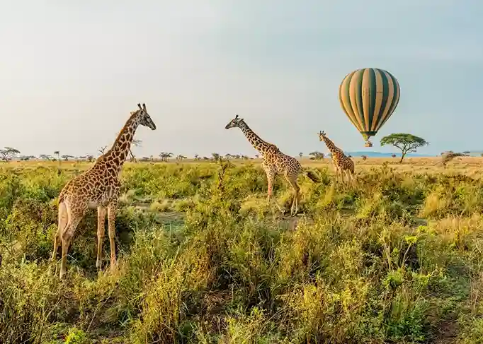 4-Day Fly-In Balloon Safari