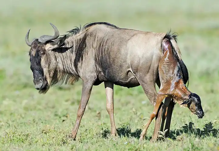 4 Days Great Migration Safari