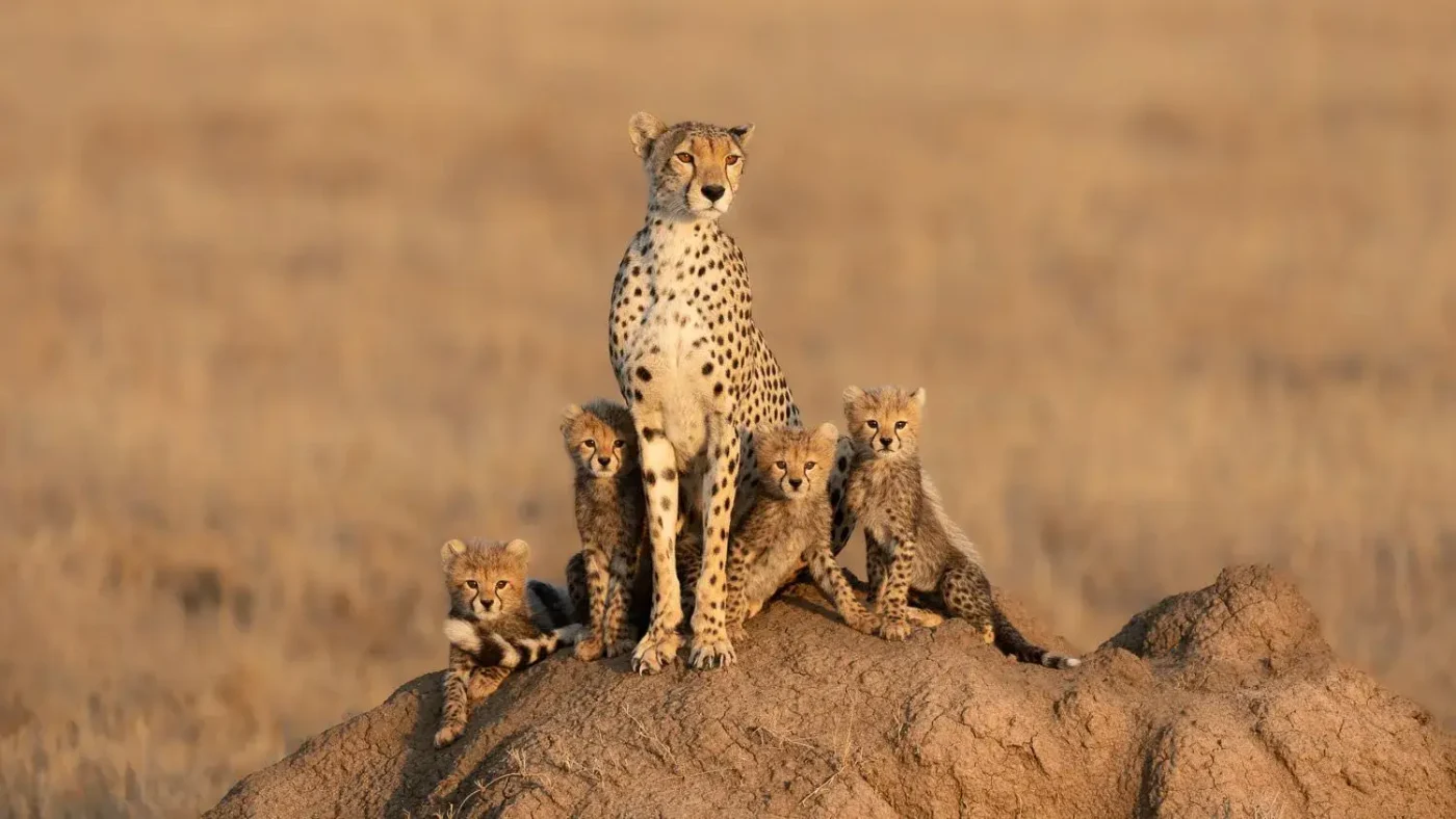 Cheetah scanne la savane à Serengeti