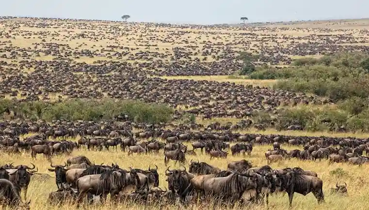 Great Migration in Serengeti Great Migration in Serengeti