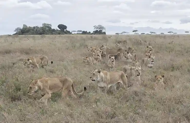 Fierté du lion en serengeti