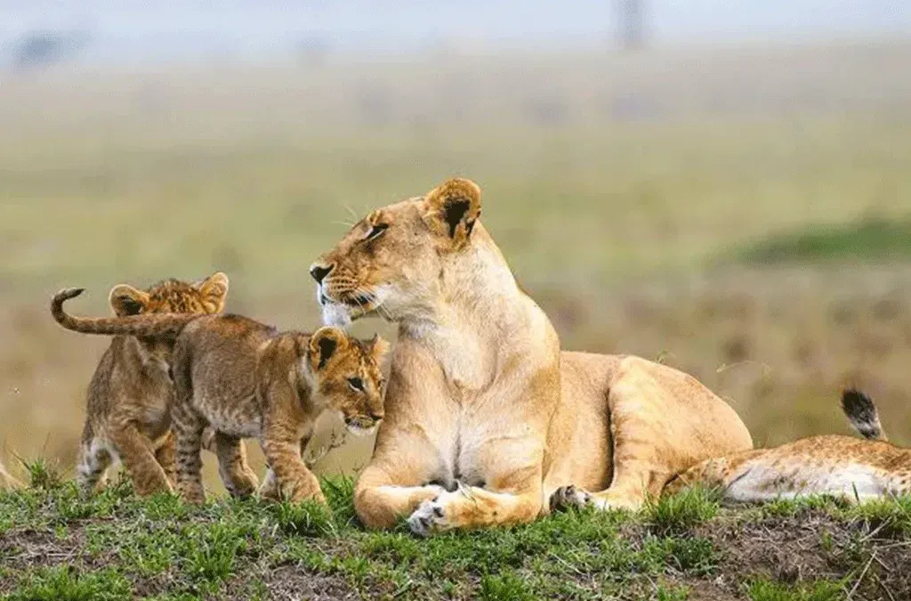 Luxury Safari Tanzania