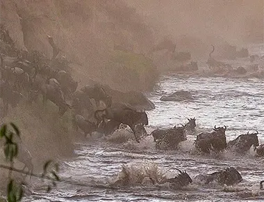 Serengeti Migration Safari Packages Serengeti Migration Safari Packages