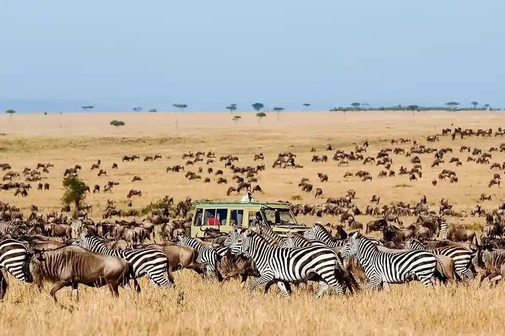 Tour de groupe de safari de migration à 7 jours (saisonnier)