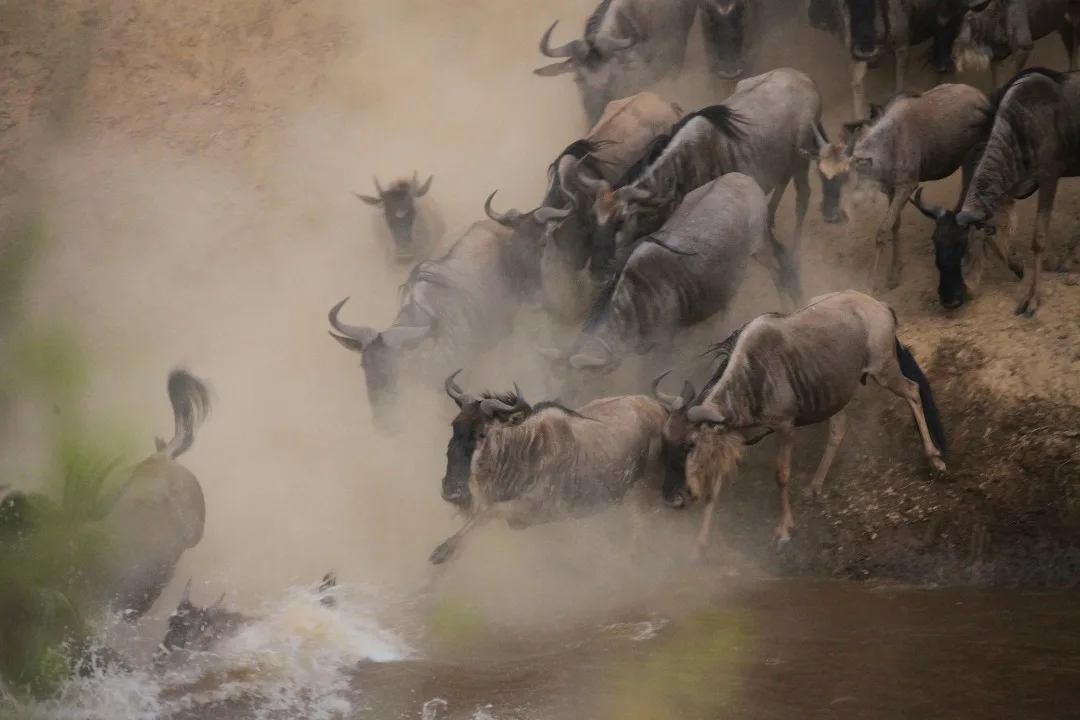 Great Migration in Serengeti Great Migration in Serengeti