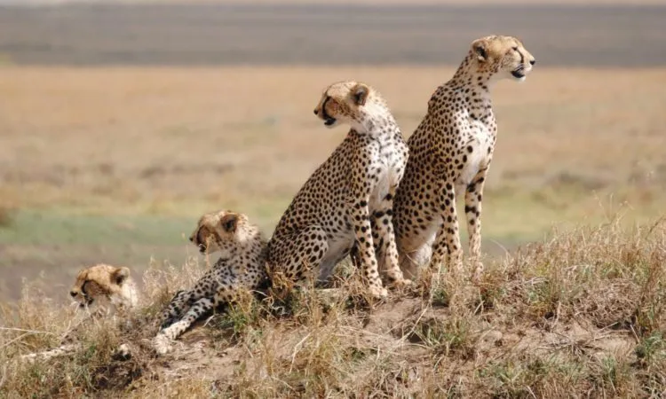 7-Day Arusha, Tarangire, Serengeti and Ngorongoro Safari in Northern Tanzania