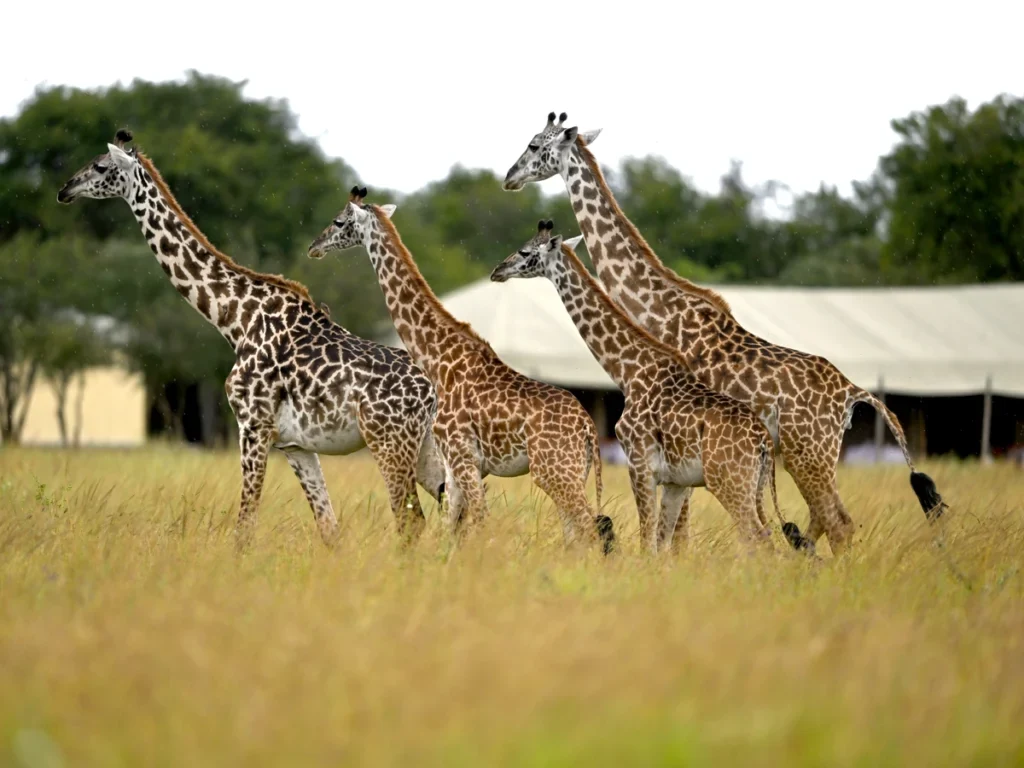 Serengeti National Park Safari