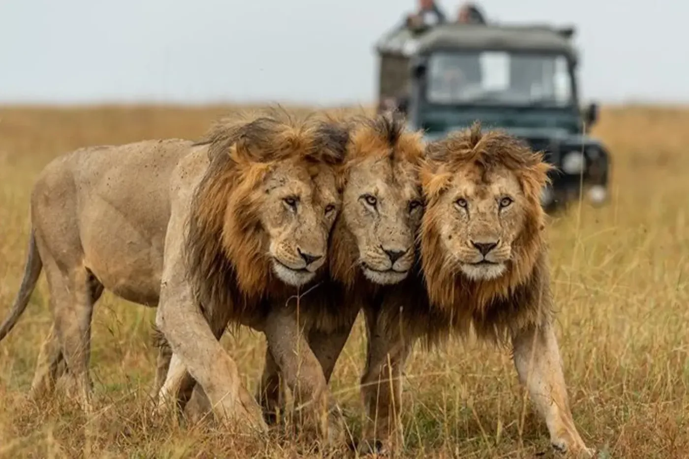 Packages de safari privés en Tanzanie
