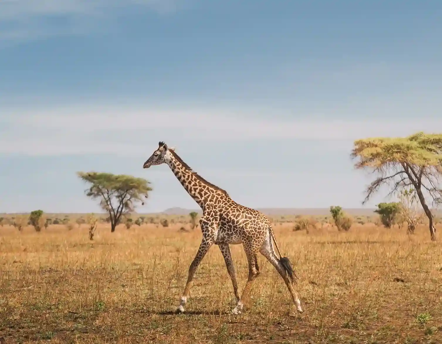 3-Day Classic Serengeti Safari