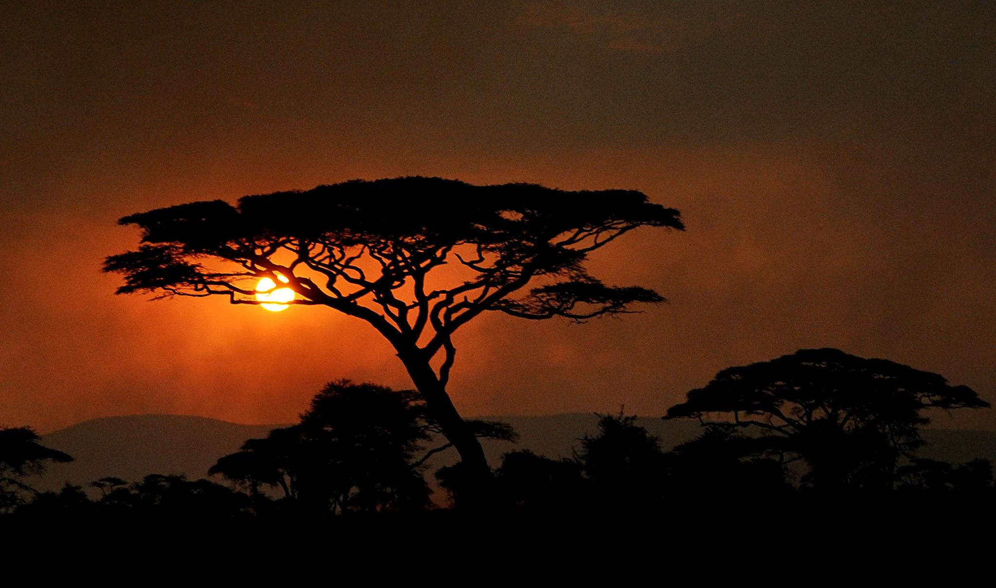 Serengeti Sunset Game Drive Serengeti Sunset Game Drive