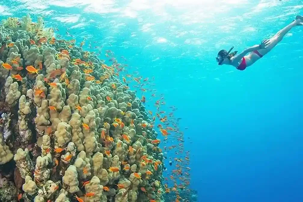Tour de plongée en apnée de l'île de Mnemba à 2 jours