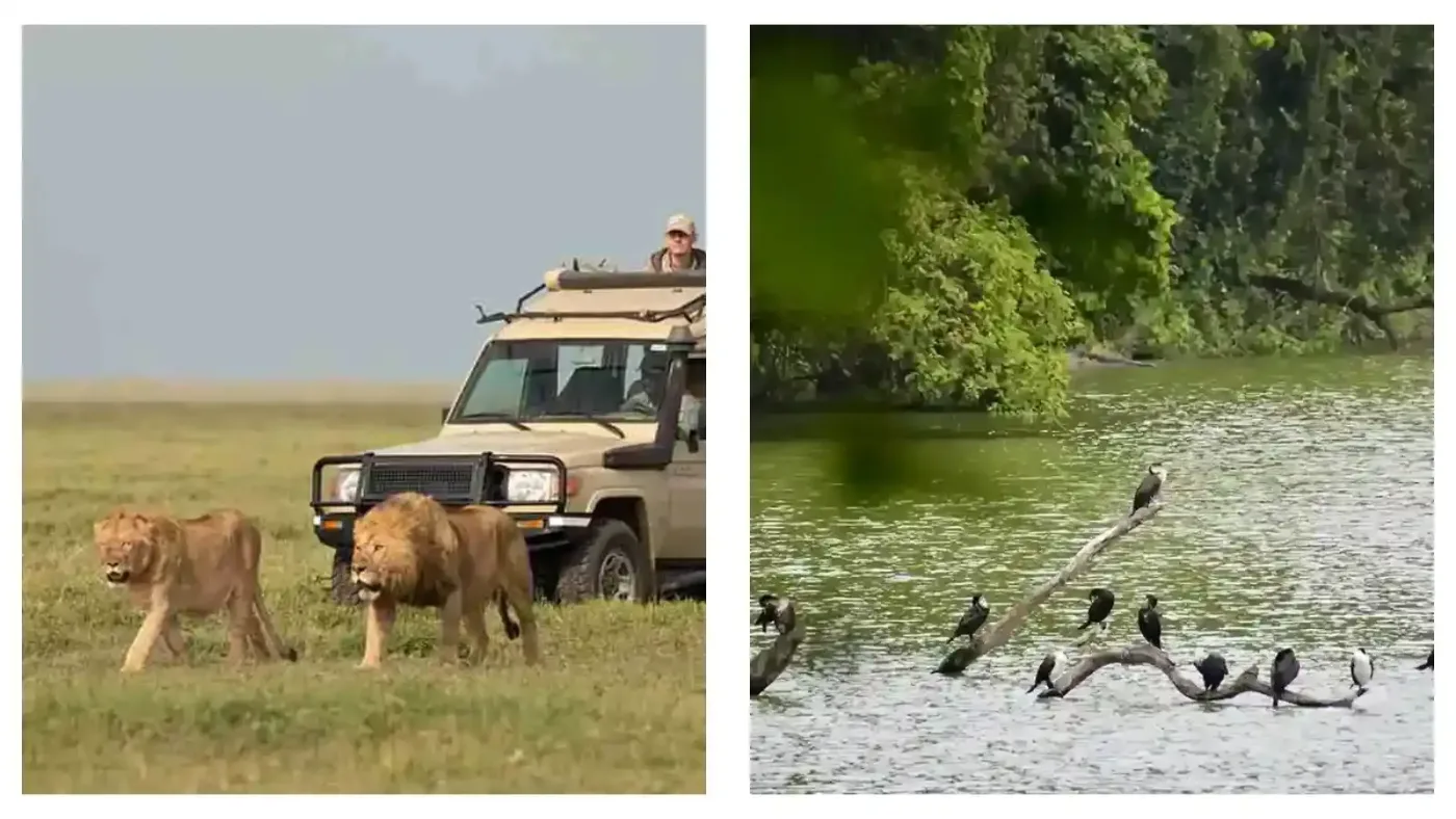 Fauffe de 5 jours et combo de safari d'observation des oiseaux