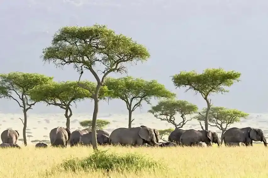 Tarangire Day Trip from Arusha Tarangire Day Vaigoire d'Arusha