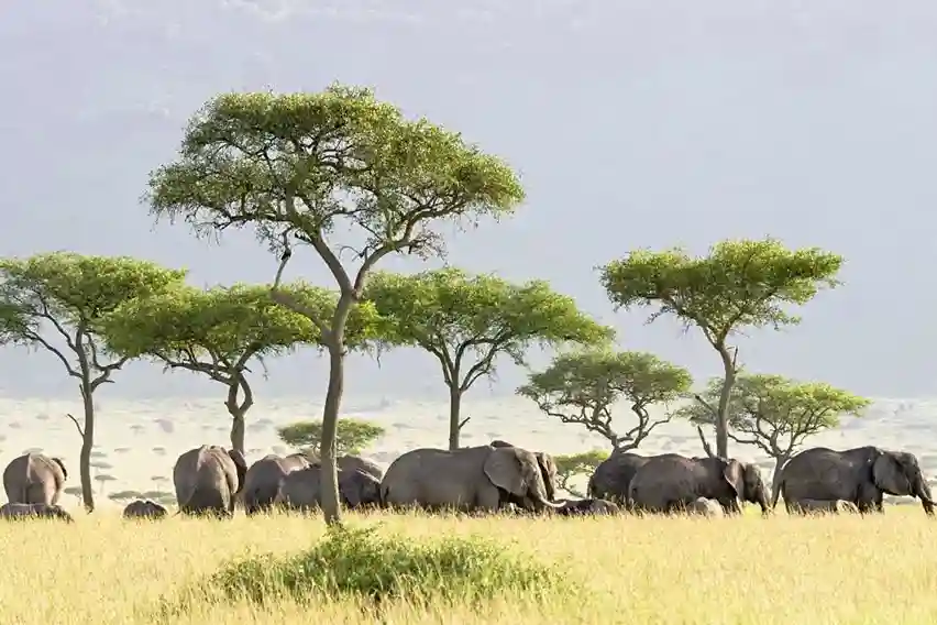 Voyage de la journée du parc national de Mikumi