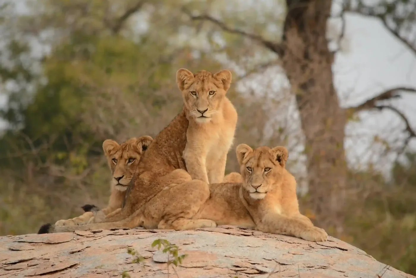 Lions relaxing in Serengeti