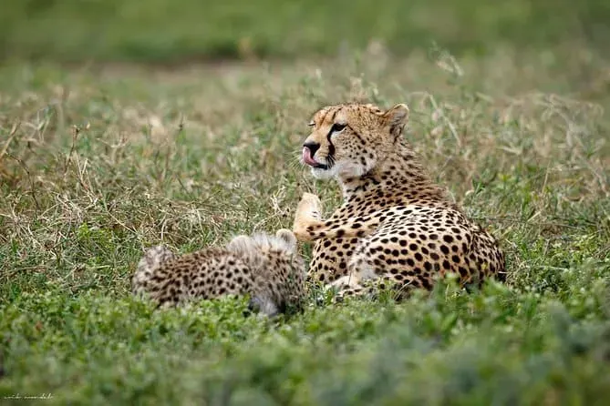 Détente léopard dans le parc national de Serengeti