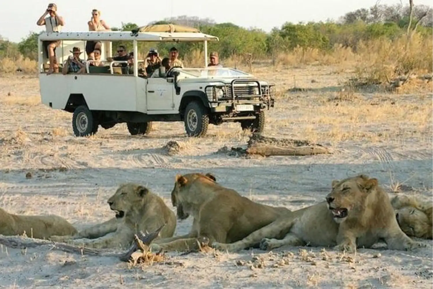 Lion à Serengeti pendant le safari
