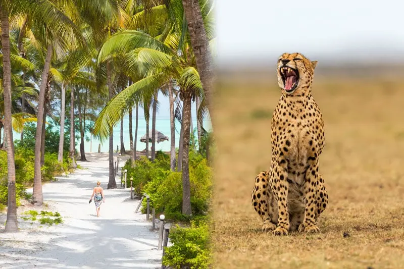 5 Days Mikumi National Park Safari from Zanzibar