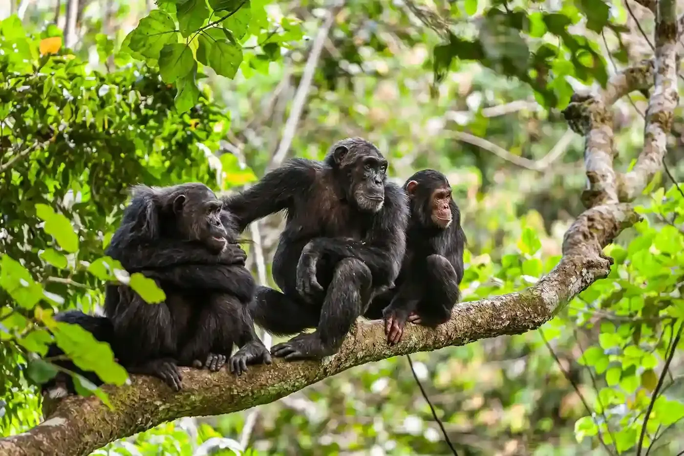Tanzania Western Safaris Packages 2025 Tanzania Western Safaris Packages 2025