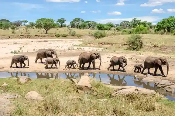Éléphants du parc national de Tarangire
