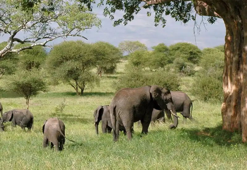 Tarangire National Park Elephants Elephants in Tarangire National Park
