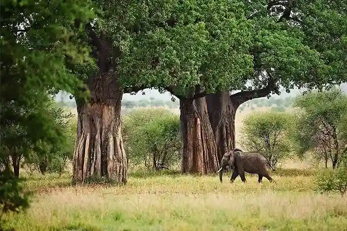 Baobab à Tarangire